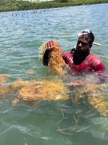 Raw Sea Moss